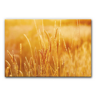 Akustikbild Kornfeld