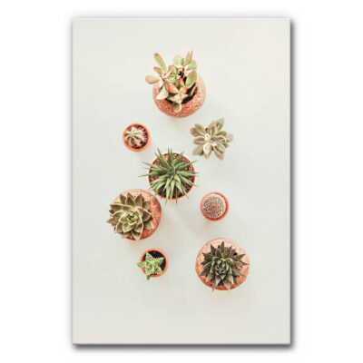 Akustikbild Kleine Kaktuswelt