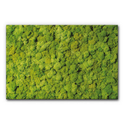 Akustikbild Moosbild VIII