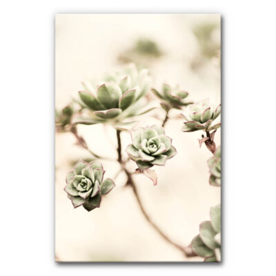 Design Akustikbild Pflanze mit Sukkulenten, zarte grüne Rosetten auf hellem Hintergrund, minimalistisches schallminderndes Wandbild.