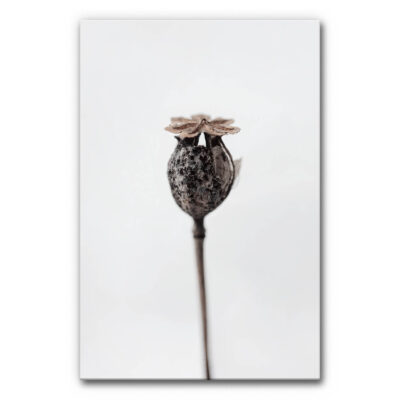 Akustikbild Herbstknospe