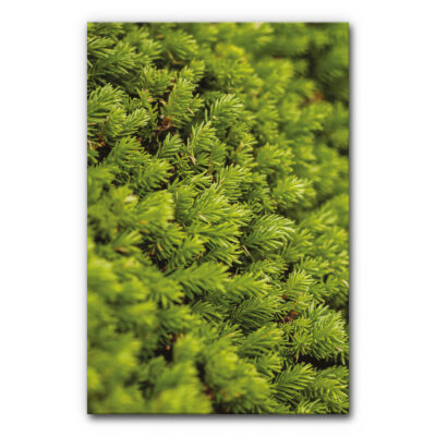 Akustikbild mit Moosbild als Motivdruck