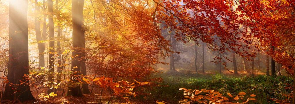 Herbstdeko mit Textilwechselrahmen: Gestalten Sie Ihre Wände saisonal mit herbstlichen Akustikbildern.