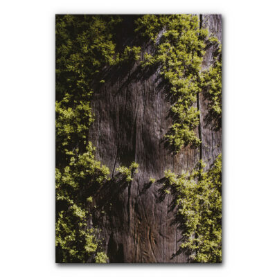 Schallabsorberbild Moos und Holz Motivdruck