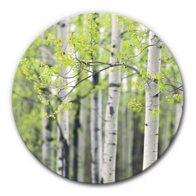 rundes Akustikbild Birke