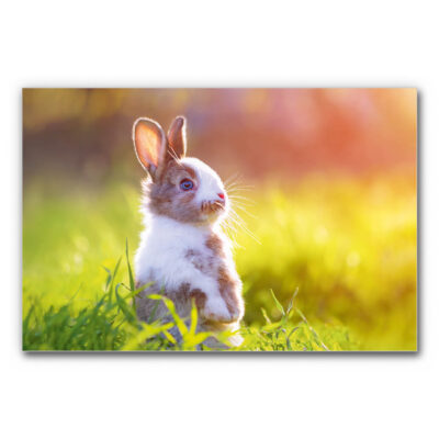 Akustikbild Feldwächter zeigt ein Kaninchen auf einer Wiese im Abendlicht.