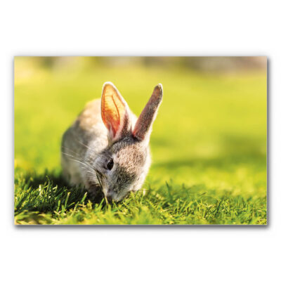 Akustikbild Knabberhase zeigt ein Kaninchen, dass auf einer Wiese sitzt und Grass knabbert.