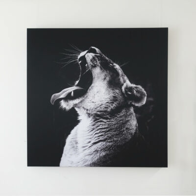 Akustikbild 1x Löwe (140x140x8 cm, CanvasStyle) - Tiefenabsorber