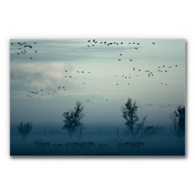 Akustikbild Pferde im Nebel