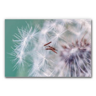 Akustisches Wandbild für Wartezimmer mit Pusteblume