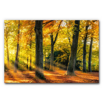 Wald Akustikbild mit Herbstfarben