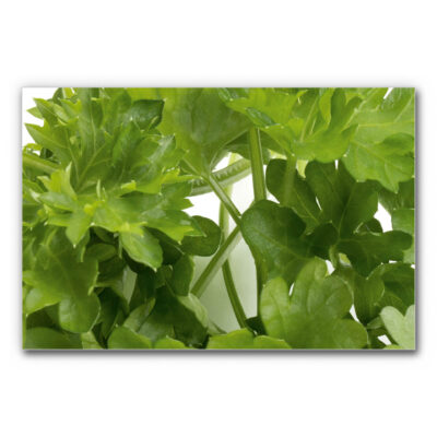 Akustikbild Petersilie