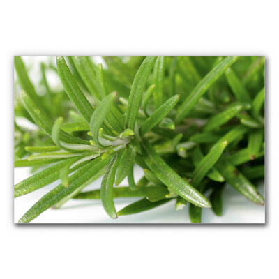 Akustikbild Rosmarin