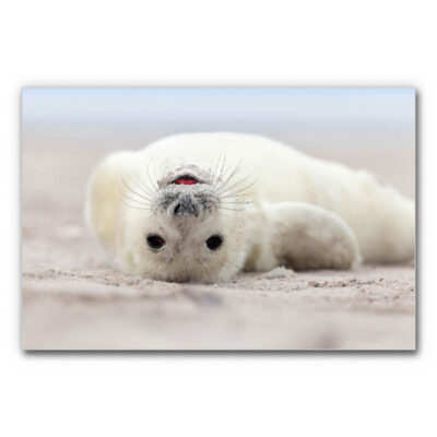 Design Akustikbild Tierfotografie mit einer kleinen Robbe auf hellem Sand, weiches helles Fell, ruhiger Blick und sanfte Naturfarben, akustisch wirksames Wandbild mit Tiermotiv.