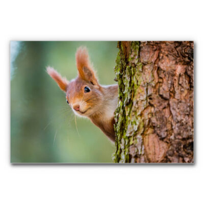 Akustikbild Eichhörnchen in der Nahaufnahme am Baumstamm