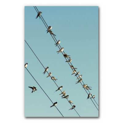 Akustikbild Vogelschwarm 2