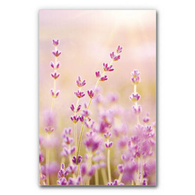 Akustikbild Naturmotiv in Violett mit Lavendelpflanzen und rosé-violetten Farbtönen, schallminderndes Wandbild für ruhige und ästhetische Raumakustik.