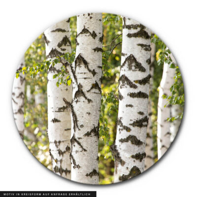 Akustikkreis Birkenstämme