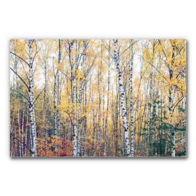 Raumakustik Bild herbstlicher Birkenwald zeigt zahlreiche schlanke Birkenstämme und Herbstlaub, die dicht nebeneinander stehen und ansprechende Waldszene bilden.