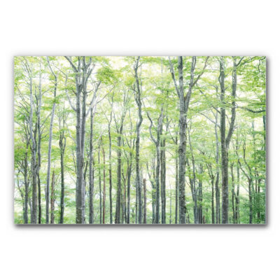 Schallabsorberbild Buchen