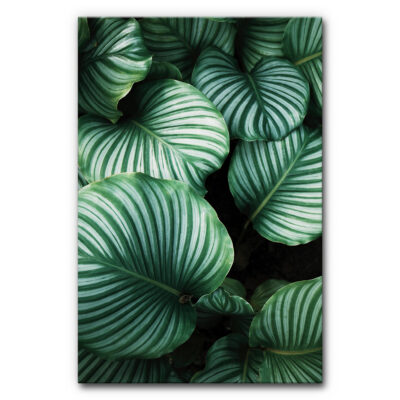 Akustikbild Grüner Dschungel