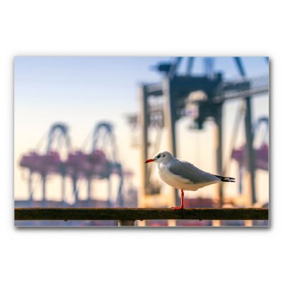 Akustikbild Möwe am Hamburger Hafen