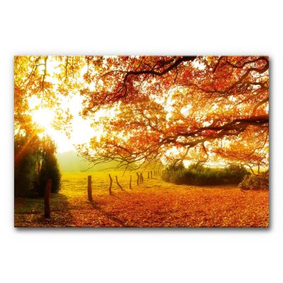 Schalldaemmung-wohnung-buero-akustik-verbessern-wand-herbst-wald-6-3