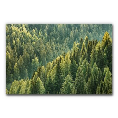 akkustik-bilder-schallschutz-schalldaemmung-buero-esstisch-motiv-waelder-und-baeume-wald-vogelperspektive-3