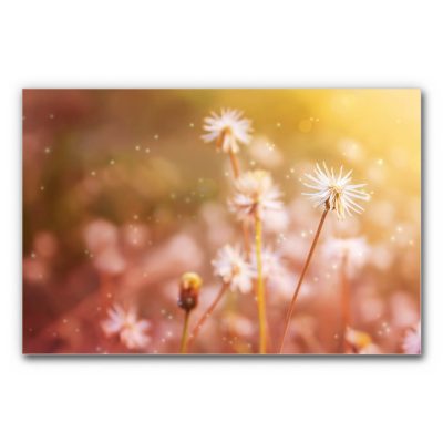 Akustikbild mit Blüten und Sonnenstrahlen