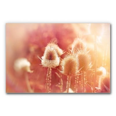 Akustikbild mit Wiese in warmen Farbtönen