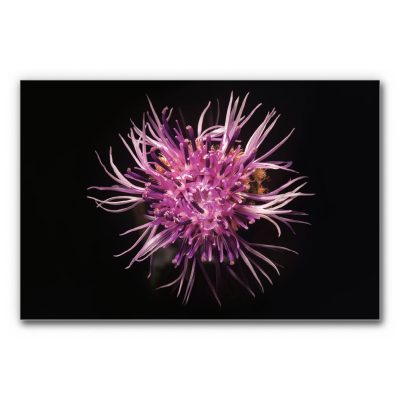 Schallabsorberbild Blütenmakro mit sternförmiger Blüte in intensiven Violett- und Pinktönen, feinen Blütenfäden vor dunklem Hintergrund, kontrastreiches florales Wandbild.