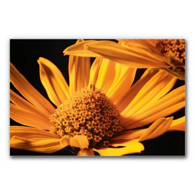 akkustik-bilder-schallschutz-schalldaemmung-home-office-buero-esstisch-motiv-details-der-natur-goldbluete-3