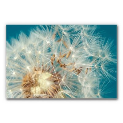 akkustik-bilder-schallschutz-schalldaemmung-home-office-buero-esstisch-motiv-details-der-natur-pusteblume-leichtigkeit-des-augenblicks-3