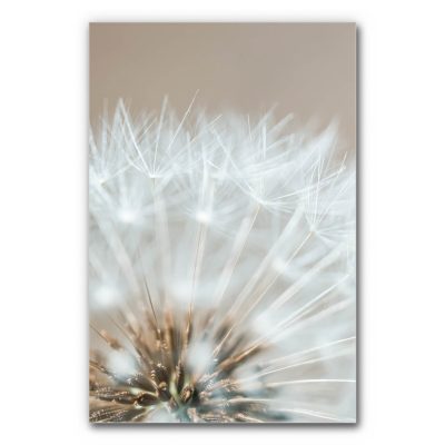 akkustik-bilder-schallschutz-schalldaemmung-home-office-buero-esstisch-motiv-details-der-natur-pusteblume-sommerhauch-6