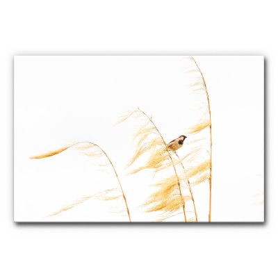 Schallminderndes Wandbild Spatz Naturmotiv mit einem Spatz auf einem trockenen Grashalm vor weißem Hintergrund.