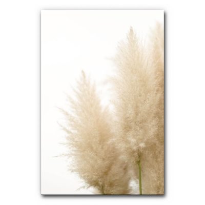Minimalistisches Akustikbild Pampasgras mit zarten, beigen Pampasgraswedeln vor weißem Hintergrund, weiche Naturstruktur, schallminderndes Wandbild zur Verbesserung der Raumakustik.