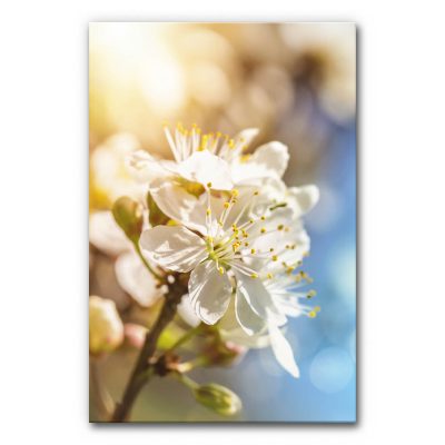 akustik-bild-manufaktur-einrichtung-wandbild-kirschbluete-2-6