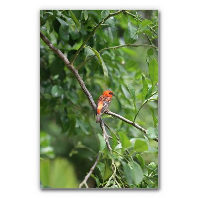 akustik-bild-motiv-dschungel-orangener-vogel6