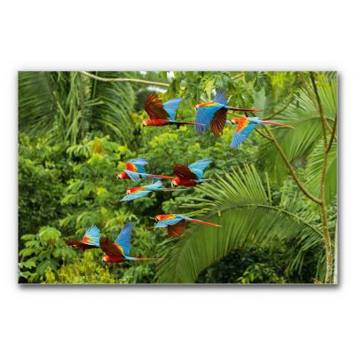 akustik-bild-motiv-dschungel-papageien-buntes-paradies3