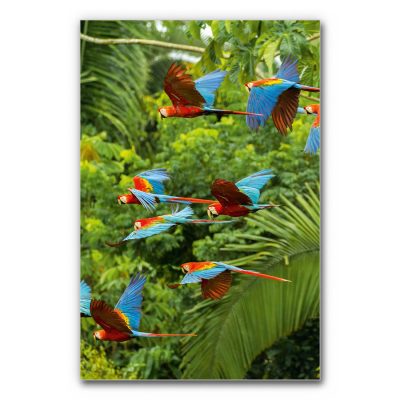 akustik-bild-motiv-dschungel-papageien-buntes-paradies6