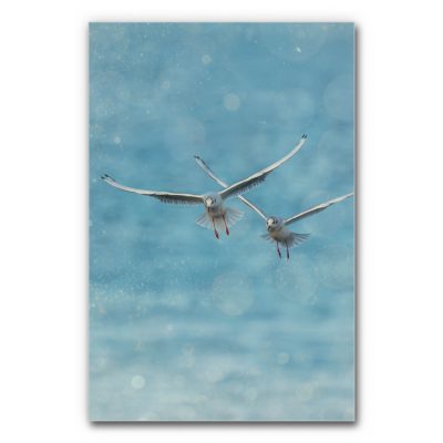 Akustikbild Zwei Möwen im Flug