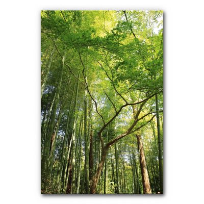 Akustikbild mit tropischem Wald