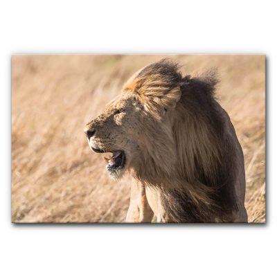 Akustikbild Brüllender Löwe