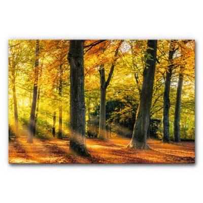 Wald Akustikbild mit Herbstfarben