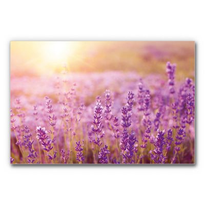 Akustisches Wandbild Provence zeigt ein sonnendurchflutetes Lavendelfeld mit dicht stehenden Blüten im Vordergrund und weich verschwommener Landschaft im Hintergrund.