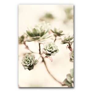 Design Akustikbild Pflanze mit Sukkulenten, zarte grüne Rosetten auf hellem Hintergrund, minimalistisches schallminderndes Wandbild.