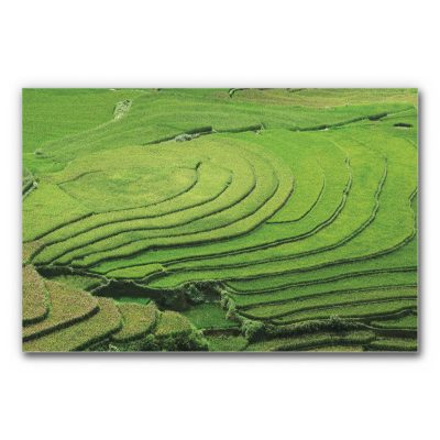 Akustikbild Reisterrassen mit geschwungenen, grünen Terrassenfeldern in einer weitläufigen Landschaft, ruhiges Naturmotiv mit klaren Linien und harmonischer Struktur.