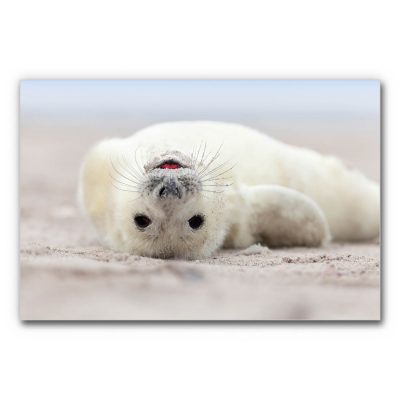 akustikbild-schallabsorber-kinder-tiere-kleine-robbe-3