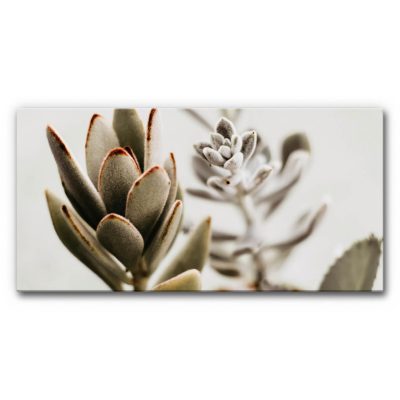 akustikbild-schallabsorber-vertical-garden-sukkulenten-2-4