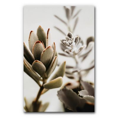 Akustikbild mit Sukkulenten